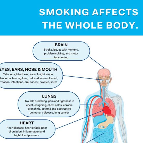How Smoking Affects the Body cover